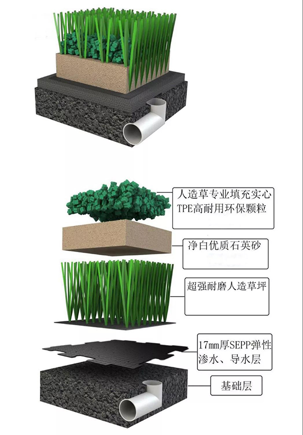 鉆石草