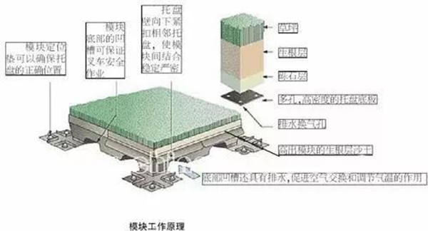 混合草坪系統(tǒng) 混合草坪系統(tǒng)